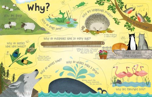 Lift-the-flap Questions and Answers about Animals - Image 3